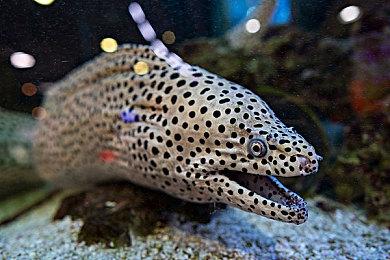 《木卫四协议》二周目模式现已上线